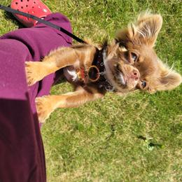 Chihuahua Puppies from Elegant Exotic Chihuahua's