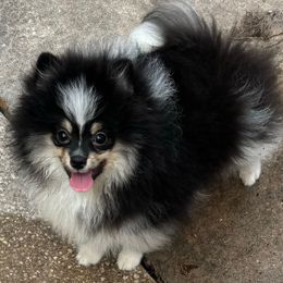 Lennox - Tri-colored male Pomeranian puppy in Palatka, Florida from Sugarland Pomeranians
