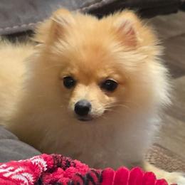 Jax - Cream male Pomeranian puppy in Pickton, Texas from Mandy's Precious Poms