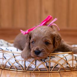 Rose - Red female Cavapoo puppy in Fairfield, Illinois from Positively Doodles