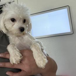 Kira - Maltese