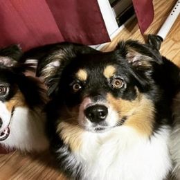 Australian Shepherds from Wide Open Aussies
