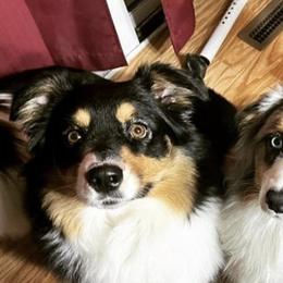 Australian Shepherds from Wide Open Aussies