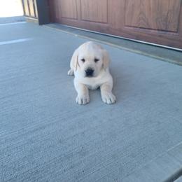 Luna - Yellow female Labrador Retriever puppy in Woodburn, Indiana from Marlene's Labrador Retrievers