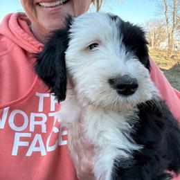 Girl 2 lilac collar - Black and white female Sheepadoodle puppy in Eleva, Wisconsin from Molly’s Doodles