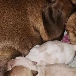 Dachshunds from Sweetheart Ridge Dachshunds