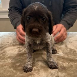 Girl 2 - Brown and gray female Wirehaired Pointing Griffon puppy in Shelley, Idaho from Western Gundogs