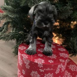 Miniature Schnauzer Puppies from Dirty Beard Mini Schnauzers