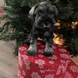Miniature Schnauzer Puppies from Dirty Beard Mini Schnauzers