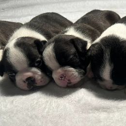 Boston Terriers from WV AKC Boston Terriers