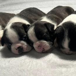 Boston Terriers from WV AKC Boston Terriers