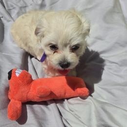 Girl 2 - Cream female Maltipoo puppy in Brooksville, Florida from DeVall Maltipoos