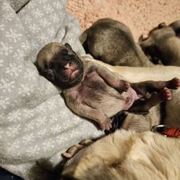 Puppy 1 - Fawn Pug puppy in Connecticut from Pug Palace Kennel