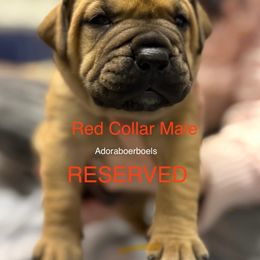 Red collar boy - Red male Boerboel puppy in Rockford, Illinois from Adoraboerboels