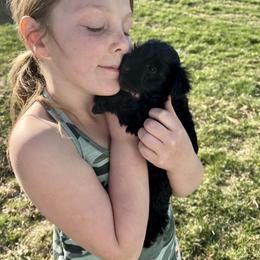 Miniature Schnauzer Puppies from Winona Schnauzers