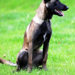 Sakura - Belgian Malinois