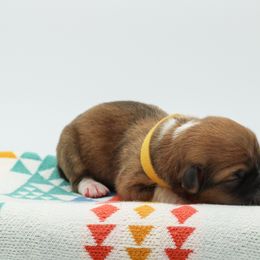 Yellow Collar Male - Red male Pembroke Welsh Corgi puppy in Walsh, Colorado from Wilson Ranch Corgis