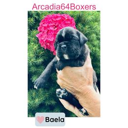 Baela (Addison) - Brindle female Boxer puppy in Portland, Maine from Gail's Boxers