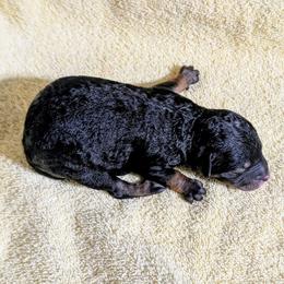 Girl 3 - Tri-color female Bernedoodle puppy in Sparta, Missouri from Sis' Doodles & Poodles