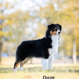 Australian Shepherd puppies from BlueSpark Australian Shepherds