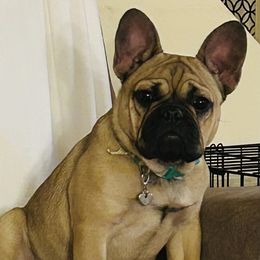 Maple - Fawn female French Bulldog puppy in Billings, Montana from Sugarloaf French bulldogs and Australian cattle dogs