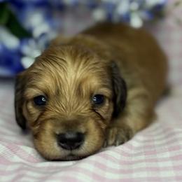 Fendi - Red female Dachshund puppy in Waseca, Minnesota from Dragonfly Doxies