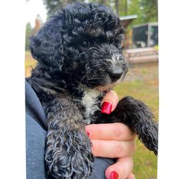 Last but not least Shadow black phantom male - Black phantom male Aussiedoodle puppy in Clarkston, Washington from Doodle & Poodle Palace
