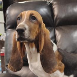Jacks - Black brown and white male Basset Hound puppy in Newton Grove, North Carolina from MGA Basset Hound