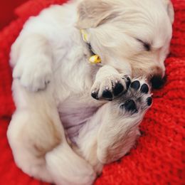 Golden Retriever Puppies from Great Lakes Golden Retreivers