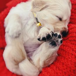 Golden Retriever Puppies from Great Lakes Golden Retreivers