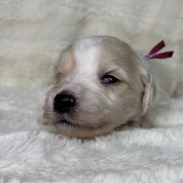 California aka Cali - Parti female Goldendoodle puppy in Cleveland, Georgia from The O.G. Doodles