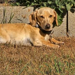 Remy (READ FULL DISCRIPTION BEFORE MESSAGING) - Cream male Dachshund puppy in Woodland, Washington from SJs Dachshunds