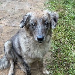 Clementine - Australian Shepherd