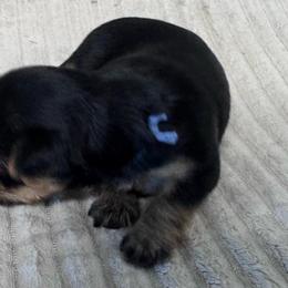 Katy-Blue - Black and tan female Yorkshire Terrier puppy in Lampasas, Texas from Lone Star Yorkies Texas
