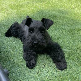 Kassie - Black female Miniature Schnauzer puppy in Peoria, Illinois from CKM Miniature Schnauzers