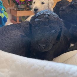 Poodle Puppies from Elysian Poodles