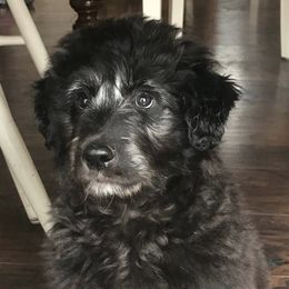 Aussiedoodles, Bernedoodles, and Goldendoodles from Gunstock Doodles