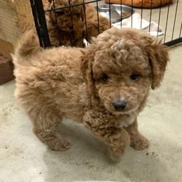 Sally - Apricot female Poodle puppy in Nacogdoches, Texas from BA Mini Poodles