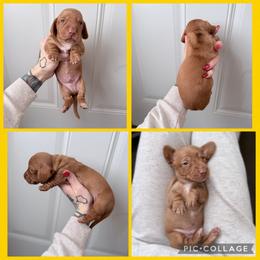 Red male large white chest - Red male Dachshund puppy in Madison, Wisconsin from SK Miniature   Dachshunds