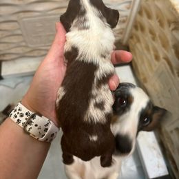 Boy 1 - Dapple Dachshund puppy in Mississippi from C & B Little Paws