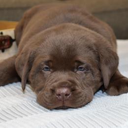 Labrador Retriever Puppies from Camden's Caring Canines