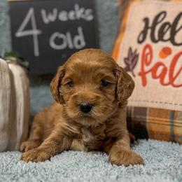 Australian Labradoodle Puppies from Forever Friends Labradoodles