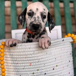 Sunny - White and black female Dalmatian puppy in Melrose, New Mexico from ECMO Farm Dalmatians & Labrador Retrievers