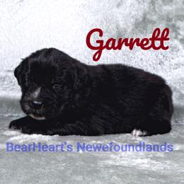Garrett - Black male Newfoundland puppy in Cortez, Colorado from Bear Heart Newfoundlands, LLC