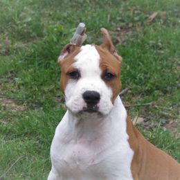 American Staffordshire Terrier and Chihuahua Puppies from Bellastaff