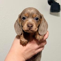 Butterscotch - AKC - Fawn (isabella) and tan female Dachshund puppy in Sterling, Colorado from Country Chics Doxies