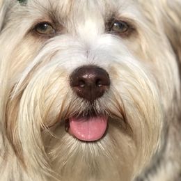 Havanese from Arrow Hope Farms