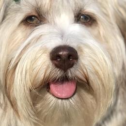 Havanese from Arrow Hope Farms