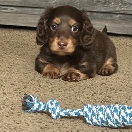 Dachshund and French Bulldog Puppies from Scarlet Sons Frenchies