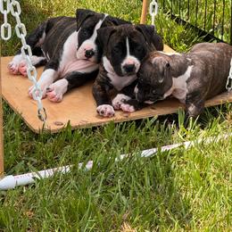 Barry - Black brindle male American Staffordshire Terrier puppy in Cloverdale, Indiana from Woodshire American Staffordshire Terrier’s